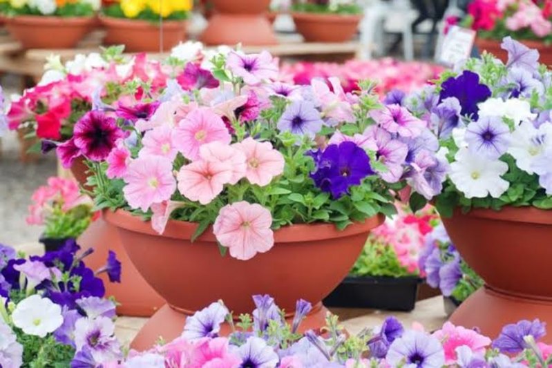 Can You Name These Common Garden Flowers?