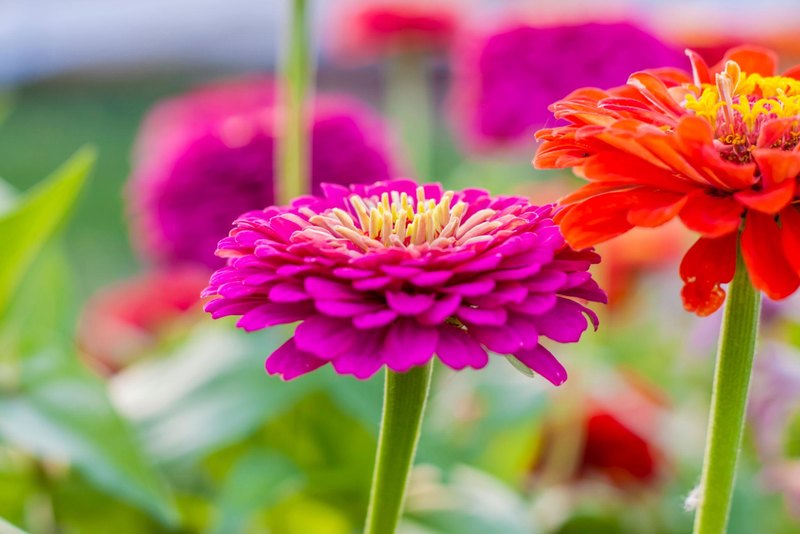 Can You Name These Common Garden Flowers?