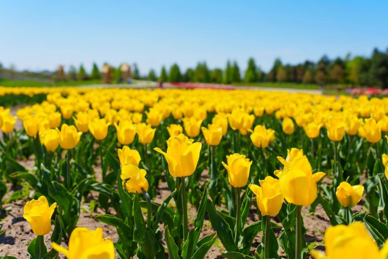 Can You Name These Common Garden Flowers?