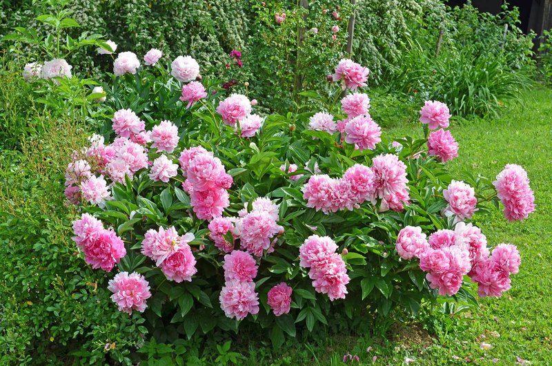 Can You Name These Common Garden Flowers?