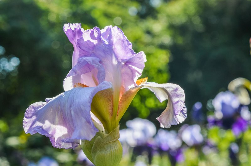 Can You Name These Common Garden Flowers?