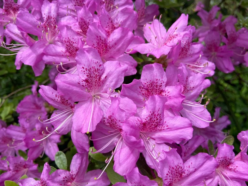 Can You Name These Common Garden Flowers?