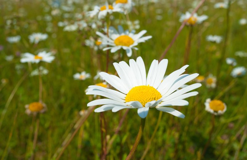 Can You Name These Common Garden Flowers?