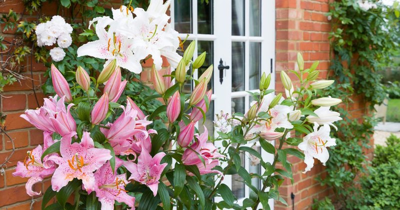 Can You Name These Common Garden Flowers?