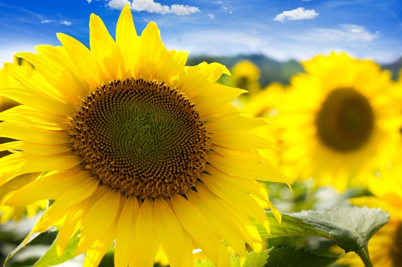 Can You Name These Common Garden Flowers?