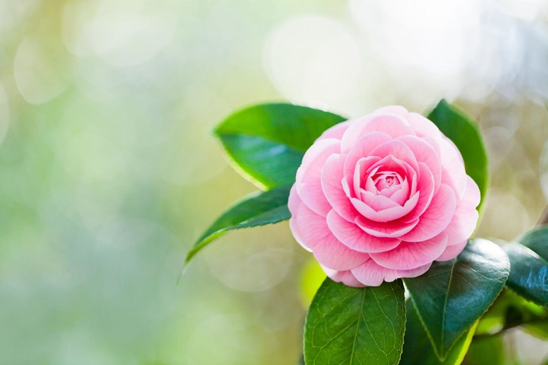 Can You Name These Common Garden Flowers?