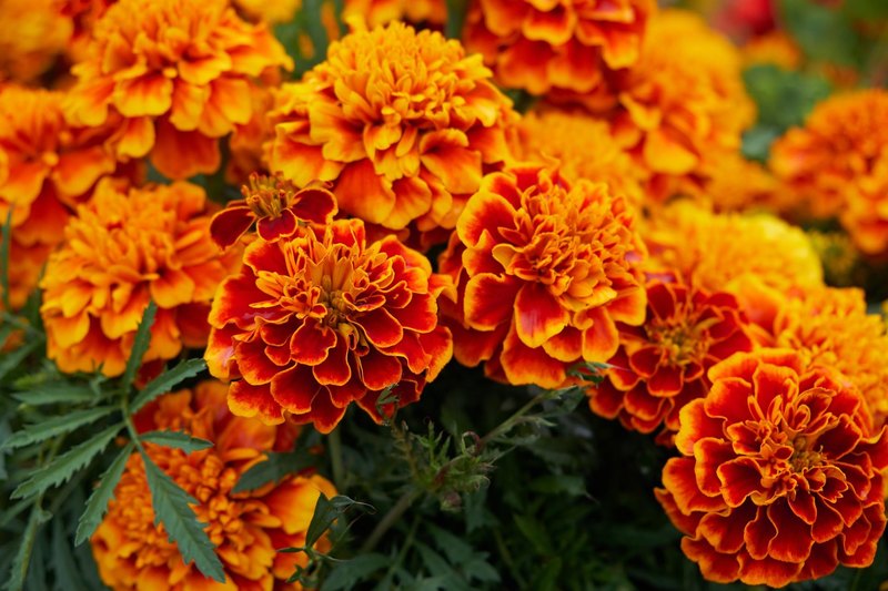 Can You Name These Common Garden Flowers?