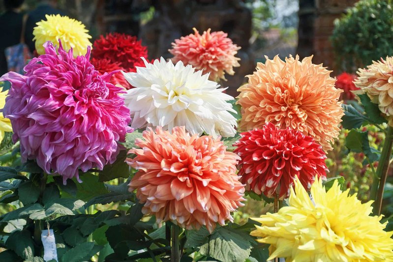 Can You Name These Common Garden Flowers?