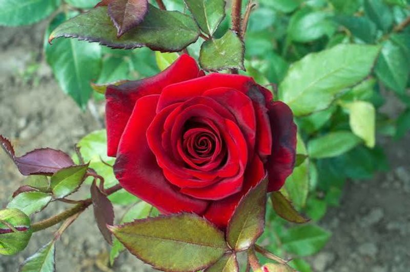 Can You Name These Common Garden Flowers?