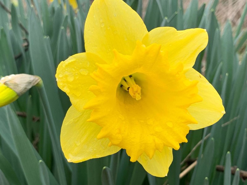 Can You Name These Common Garden Flowers?