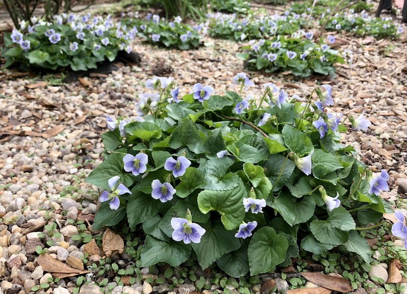 Can You Name These Common Garden Flowers?